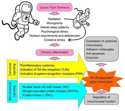 “Monitoring inflammatory, immune system mediators, and mitochondrial changes related to brain metabolism during space flight”